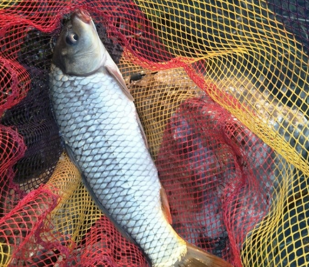 东平湖鲤鱼_6662475664a9d.png
