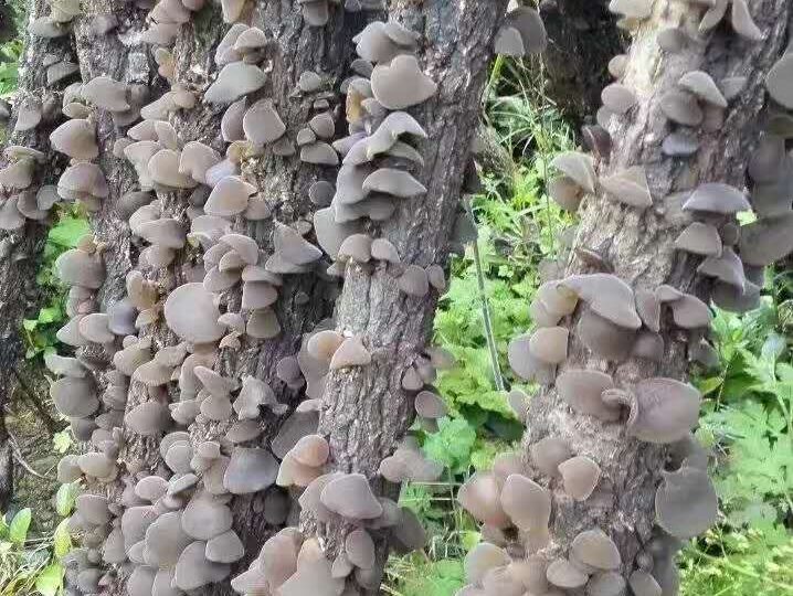 云阳泥溪黒木耳_6662742e29e62.jpeg