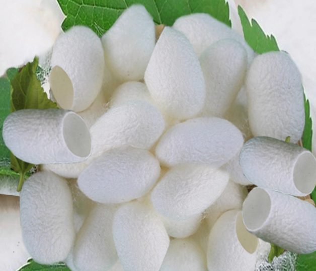 埠子蚕茧_66628dafc3ec0.png