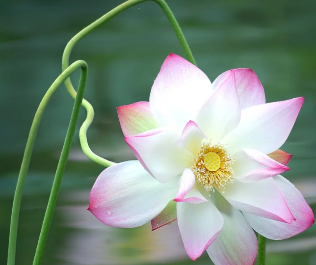 处州白莲_66628e2342cfc.png