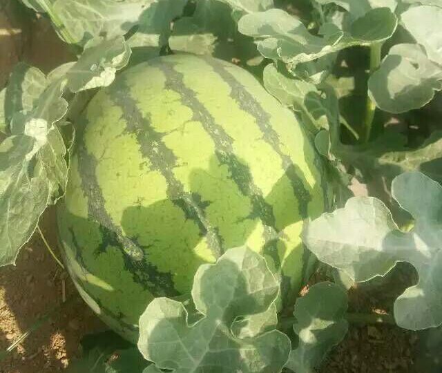 夏县西瓜_6662499725e65.jpeg
