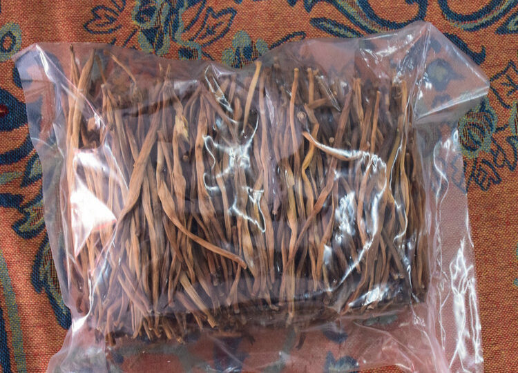 学孔黄花_666270a04657f.jpeg