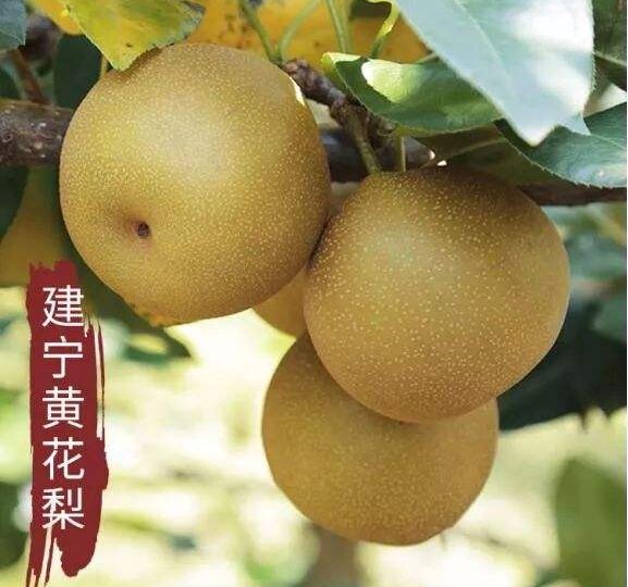 建宁黄花梨_6662695080f69.jpeg