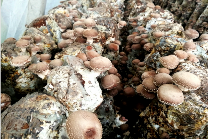 汝阳香菇_666249ff1eccb.png