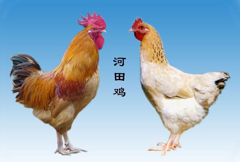 河田鸡_666271640bb55.jpeg