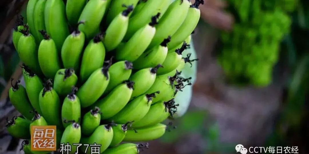 涠洲岛香蕉_6662740cc61ca.jpeg