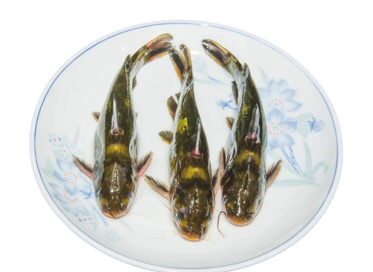 涨渡湖黄颡鱼_66629fef6f141.png