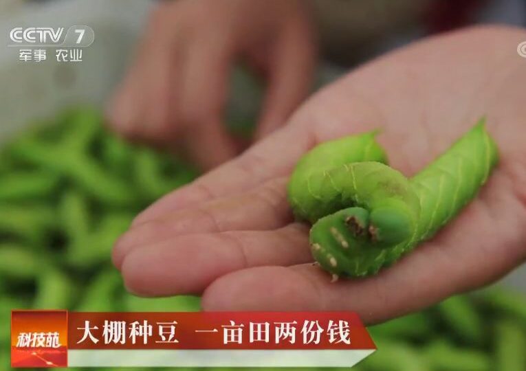 灌云豆丹_66624a3fc0560.jpeg