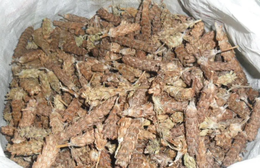 确山夏枯草_66629f7ba8897.png
