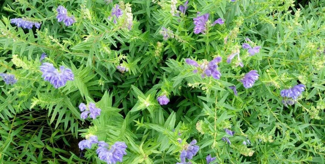 绛县黄芩_6662711de83f0.jpeg
