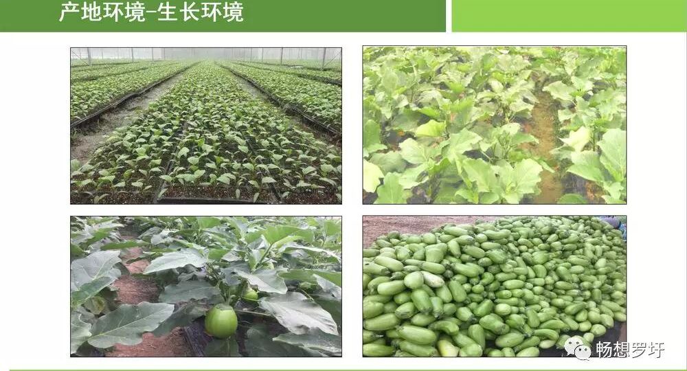 罗圩香茄_66626f8a31e82.jpeg