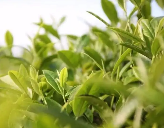董河碧珍茶_666298d8f1769.png