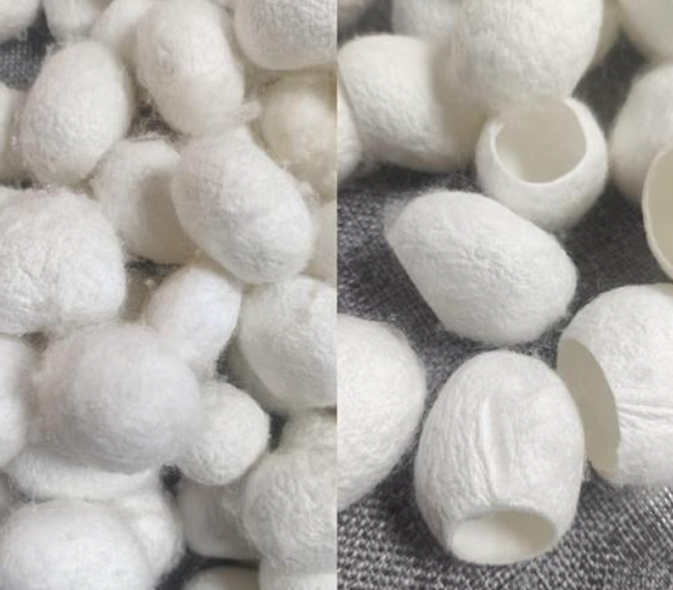 黔江桑蚕茧_6662a50a2e7e0.png