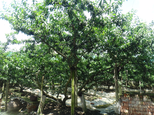 槜李树